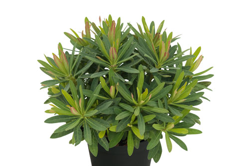 Euphorbia  Athene