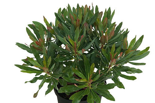 Euphorbia  Xenia