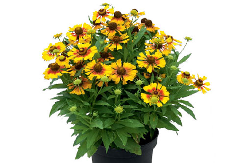 Herbstzauber: Helenium HELIAS Flame
