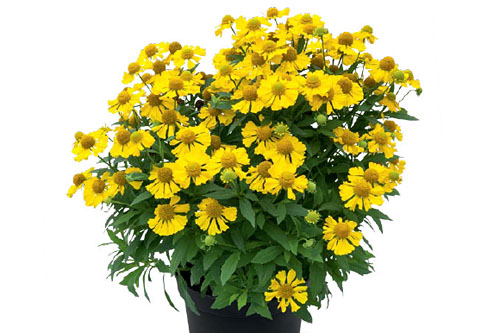 Herbstzauber: Helenium HELIAS Lemon
