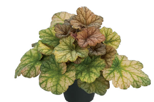 Herbstzauber: Heuchera  Changeling