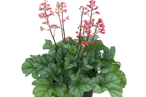 Herbstzauber: Heuchera Little Cuties Shimmer