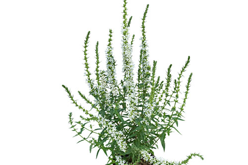 Herbstzauber: Lythrum  White Boulevard