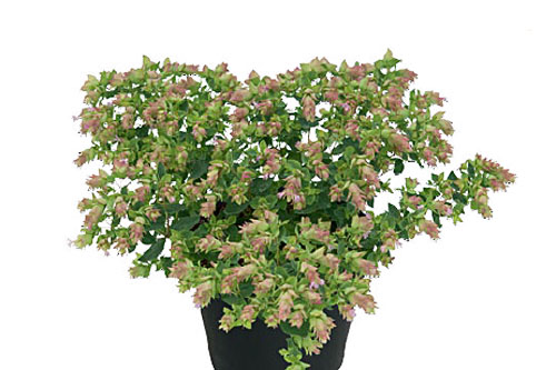 Herbstzauber: Origanum  Dingle Fairy