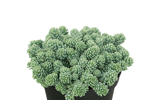 Herbstzauber: Sedum  Silver Rose