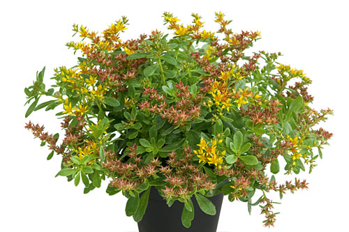 Herbstzauber: Sedum  Mister Goldstar