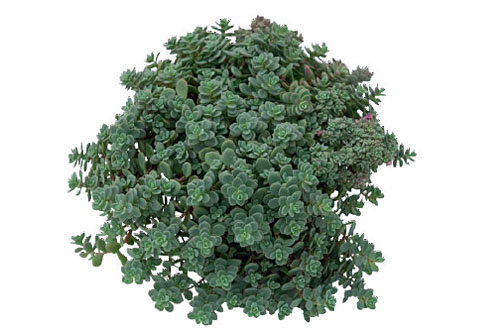 Herbstzauber: Sedum  Rosenteppich
