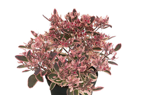 Herbstzauber: Sedum SUNSPARKLER Dreamdazzler
