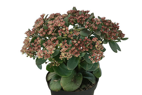 Herbstzauber: Sedum  Sundrops