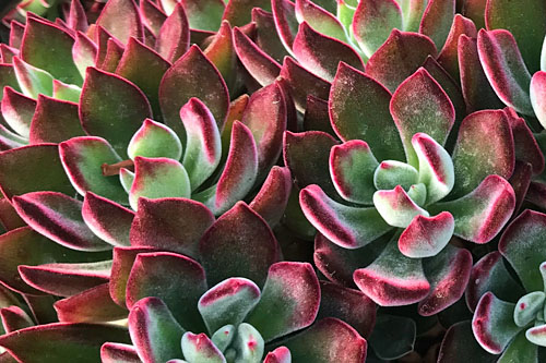 Echeveria  Devotion