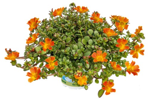 Hitzeprofis: Portulaca Supertula Tangerine