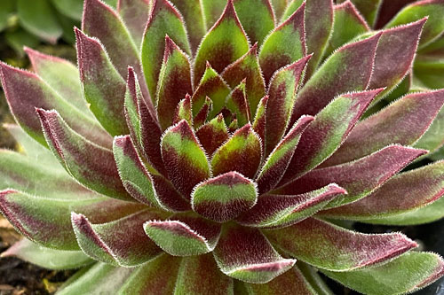 Hitzeprofis: Sempervivum CHICK CHARMS Mint Chocolate Chip Hitzeprofis: Sempervivum CHICK CHARMS Mint Chocolate Chip