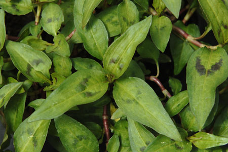 Polygonum odoratum Vietnamesischer Koriander
