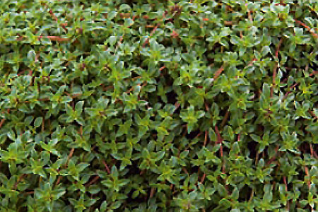 Thymus herba-bar. Kümmelthymian