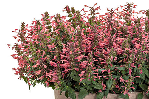 Sommertopf: Agastache Miss Coral Sommertopf: Agastache Miss Coral
