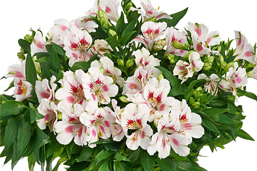 Sommertopf: Alstroemeria COLORITA Zaria Sommertopf: Alstroemeria COLORITA Zaria