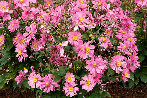 Sommertopf: Anemone Harlequin Pastel Sommertopf: Anemone Harlequin Pastel