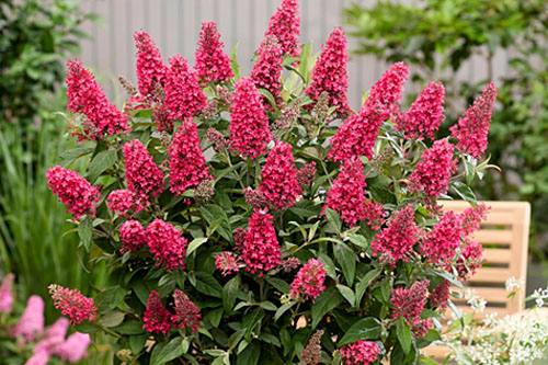 Sommertopf: Buddleia Butterfly Candy Little Bubblegum Sommertopf: Buddleia Butterfly Candy Little Bubblegum