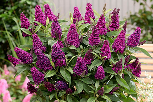 Sommertopf: Buddleia Butterfly Candy Little Magenta Sommertopf: Buddleia Butterfly Candy Little Magenta
