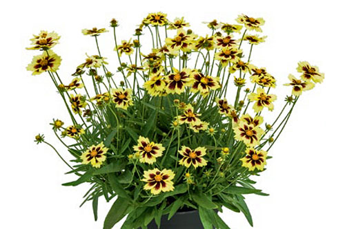 Sommertopf: Coreopsis SOLAR Fancy