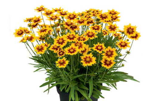 Sommertopf: Coreopsis SOLAR Jewel