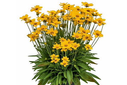 Sommertopf: Coreopsis SOLAR Melow