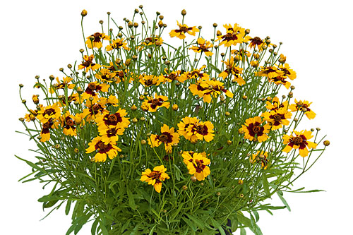 Sommertopf: Coreopsis Sun Tiger Sommertopf: Coreopsis Sun Tiger