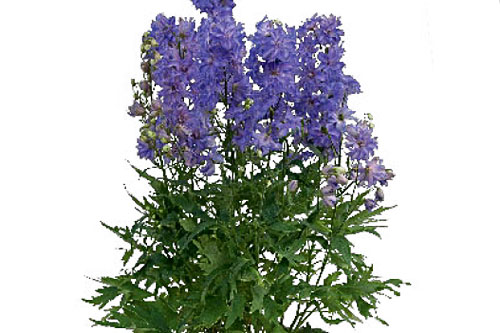 Sommertopf: Delphinium  DELGENIUS Breezin