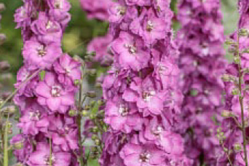 Sommertopf: Delphinium  DELGENIUS Chantay