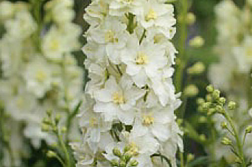 Sommertopf: Delphinium  DELGENIUS Neva