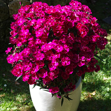 Dianthus Summer Diamonds Magenta