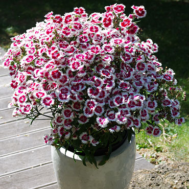 Dianthus Summer Ruby Picotee