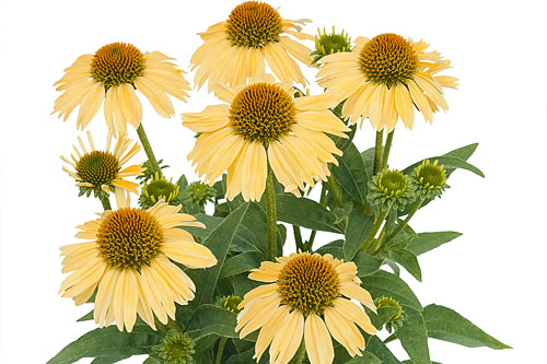 Neuheiten Jungpflanzen Sommertopf