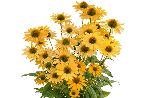 Echinacea SunMagic Vintage Mango Echinacea SunMagic Vintage Mango