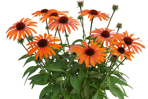 Echinacea SunMagic Vintage Orange