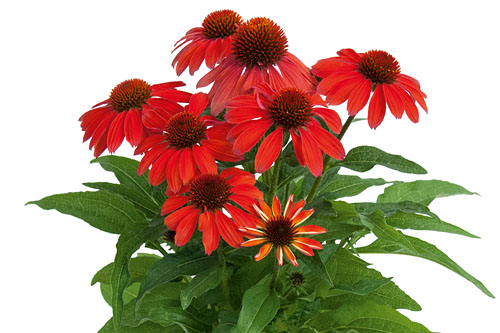 Sommertopf: Echinacea SunMagic Vintage Ruby