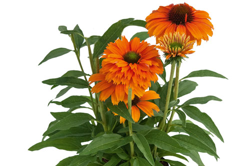 Sommertopf: Echinacea SUNSEEKERS Mineola