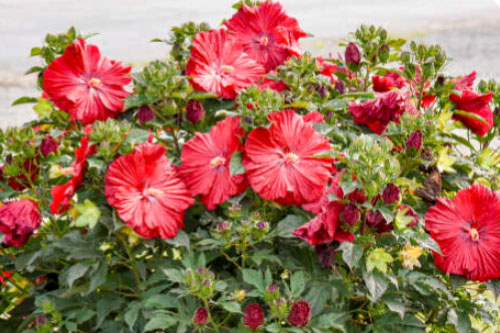 Sommertopf: Hibiscus SUMMERIFIC Garnet Globes Sommertopf: Hibiscus SUMMERIFIC Garnet Globes