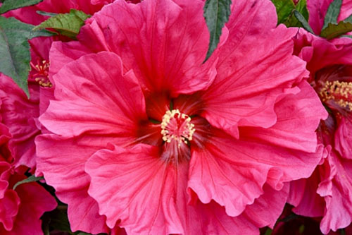 Sommertopf: Hibiscus SUMMERIFIC Watermelon Ruffles Sommertopf: Hibiscus SUMMERIFIC Watermelon Ruffles