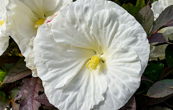 Hibiscus SUMMERIFIC Cookeis and Cream Hibiscus SUMMERIFIC Cookeis and Cream