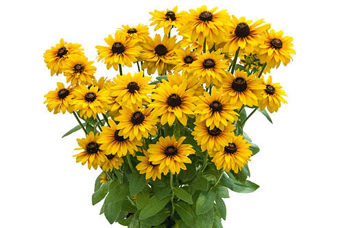 Rudbeckia SMILEYZ Double Gold Smiley Rudbeckia SMILEYZ Double Gold Smiley