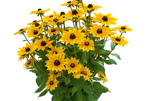 Rudbeckia SMILEYZ Golden Smiley Rudbeckia SMILEYZ Golden Smiley