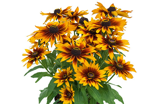Rudbeckia SMILEYZ Laughing Smiley Rudbeckia SMILEYZ Laughing Smiley