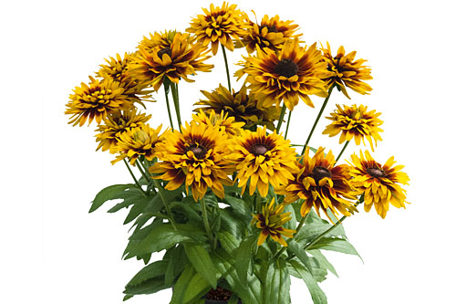 Rudbeckia SMILEYZ Loving Smiley Rudbeckia SMILEYZ Loving Smiley