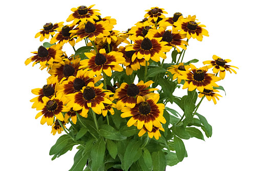 Rudbeckia SMILEYZ Step Up Smiley Rudbeckia SMILEYZ Step Up Smiley