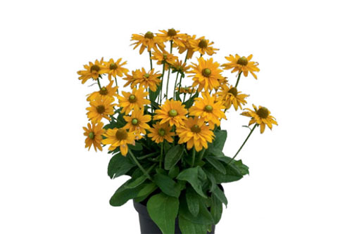 Sommertopf: Rudbeckia SUNBECKIA Emma