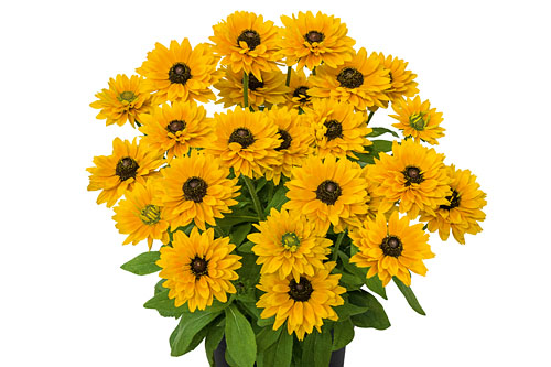 Rudbeckia SUNBECKIA Isabella