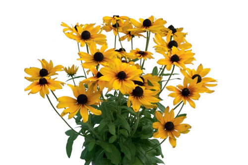 Sommertopf: Rudbeckia SUNBECKIA Marilyn