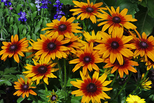 Rudbeckia SUNBECKIA Mia