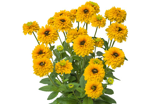 Rudbeckia SUNBECKIA Noa